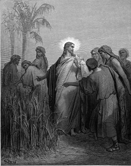 Matthieu 12, 1-8 : Les apôtres cueillant des épis le jour du sabbat - Gravure de Gustave Doré